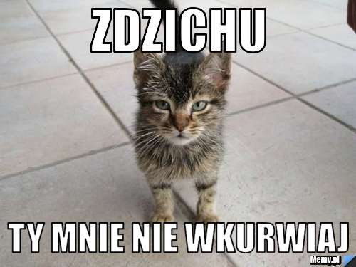 Zdzichu  ty mnie nie wkurwiaj