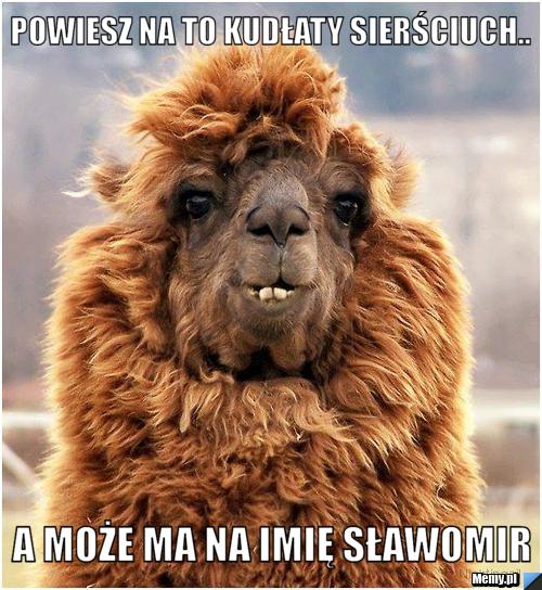 Powiesz na to kudłaty sierściuch.. a może ma na imię Sławomir