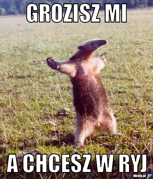 Grozisz mi  a chcesz w ryj