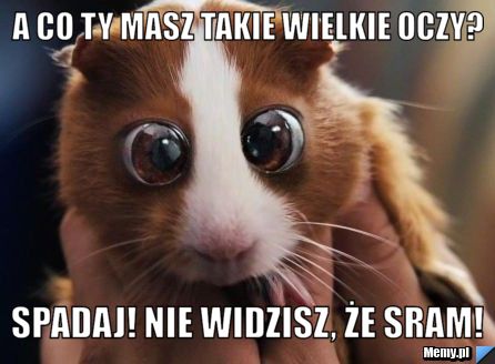 A co ty masz takie wielkie oczy? Spadaj! Nie widzisz, że sram!