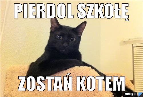 Pierdol szkołę zostań kotem