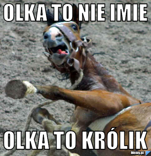 Olka to nie imie  olka to kr&oacute;lik