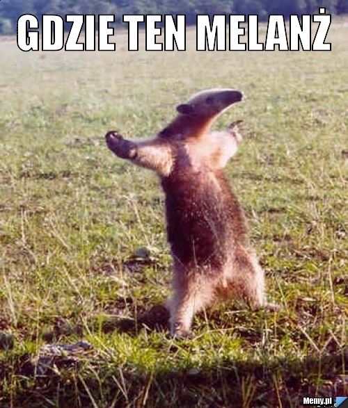 Gdzie TEN MELANŻ 