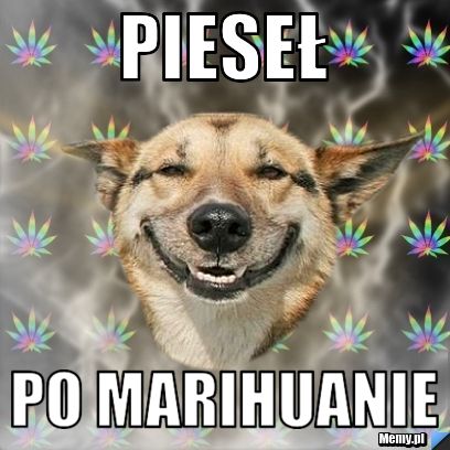 Pieseł po Marihuanie