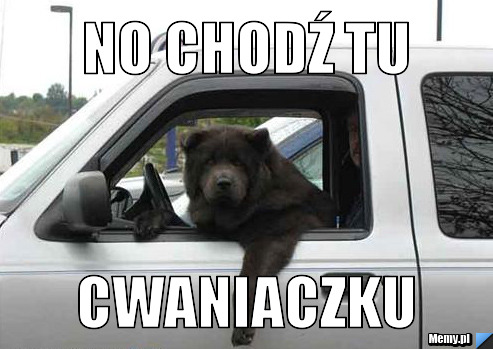 No chodź tu cwaniaczku