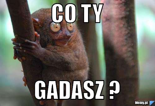 Co ty  gadasz ?