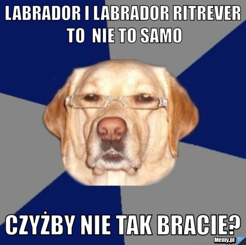 Labrador i labrador ritrever to  nie to samo czyżby nie tak bracie?