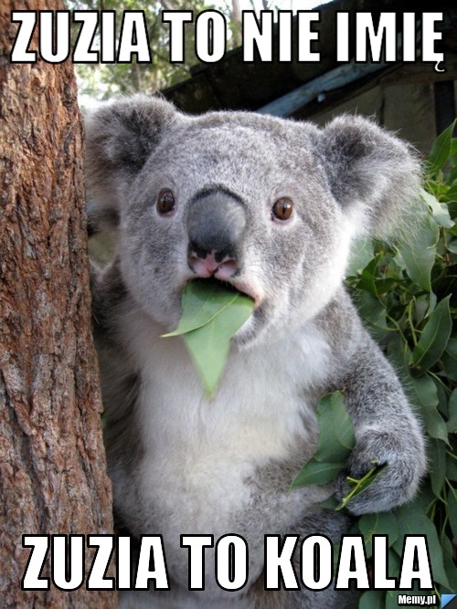 ZUZIA TO NIE IMIĘ ZUZIA TO KOALA