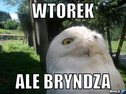 Wtorek Ale bryndza