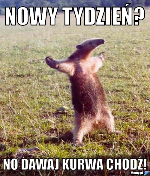 Nowy tydzień? no dawaj kurwa chodź!