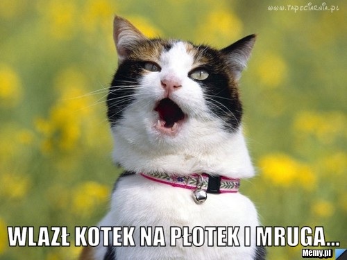  wlazł kotek na płotek i mruga...