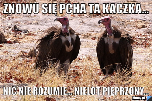 Znowu się pcha ta kaczka... nic nie rozumie... nielot pieprzony...