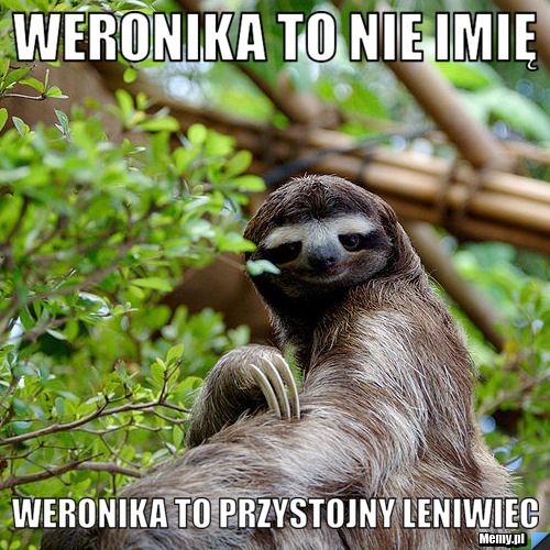 Weronika to nie imię Weronika to przystojny leniwiec