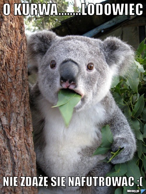 O kurwa........lodowiec nie zdążę się nafutrowac :(
