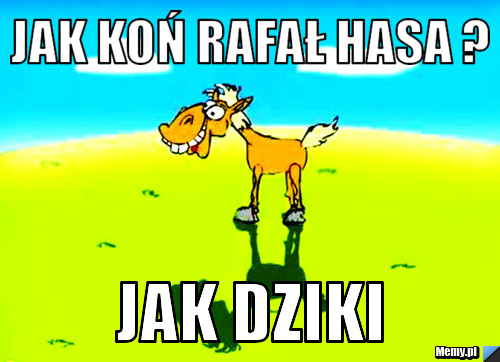 Jak koń rafał hasa ?  jak dziki