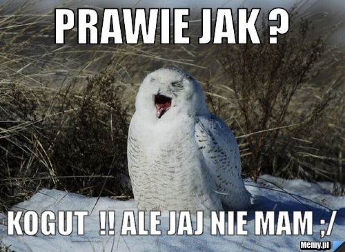 Prawie jak ? Kogut  !! ale jaj nie mam ;/