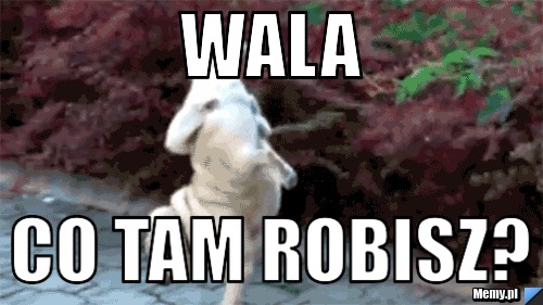 Wala Co tam robisz?