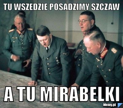 Tu wszedzie posadzimy szczaw a tu mirabelki