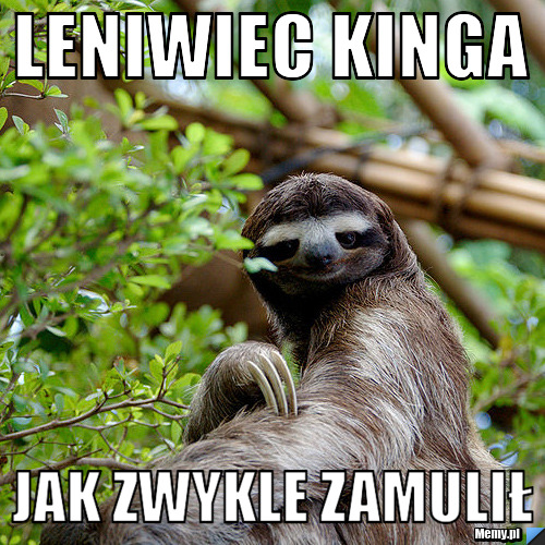 Leniwiec Kinga jak zwykle zamulił 