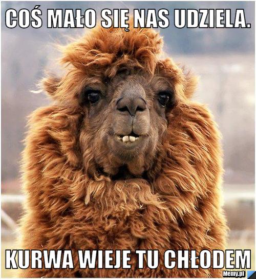 Coś mało się nas udziela. kurwa wieje tu chłodem