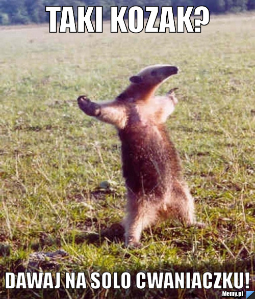 Taki kozak? dawaj na solo cwaniaczku!