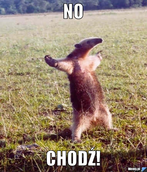 No chodź!