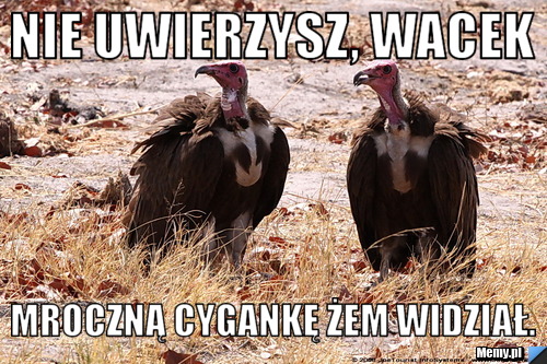 Nie uwierzysz, Wacek Mroczną cygankę żem widział.