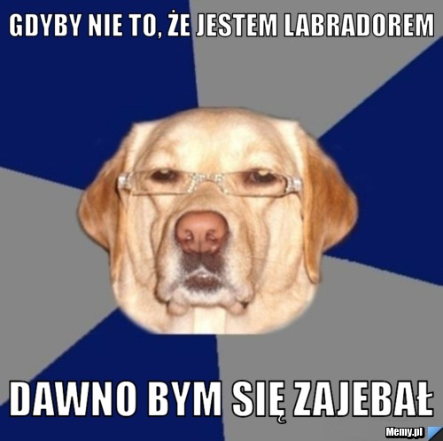 Gdyby nie to, że jestem labradorem dawno bym się zajebał