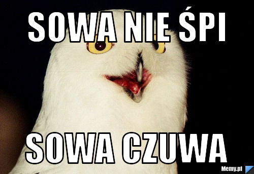 Sowa nie śpi SOWA CZUWA