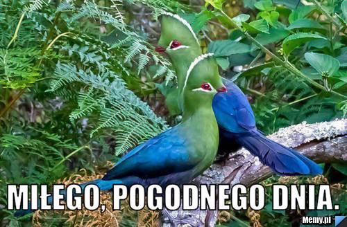  MIŁEGO, pogodnego dnia.