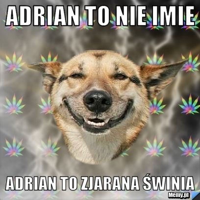 Adrian to nie imie Adrian to zjarana świnia