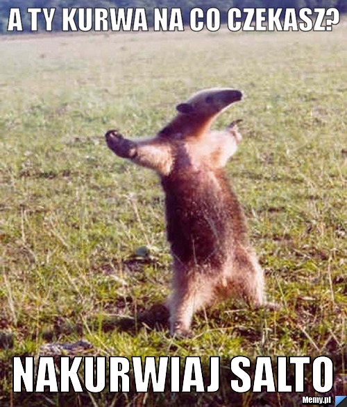 NAKURWIAJ SALTO NAKURWIAJ SALTO