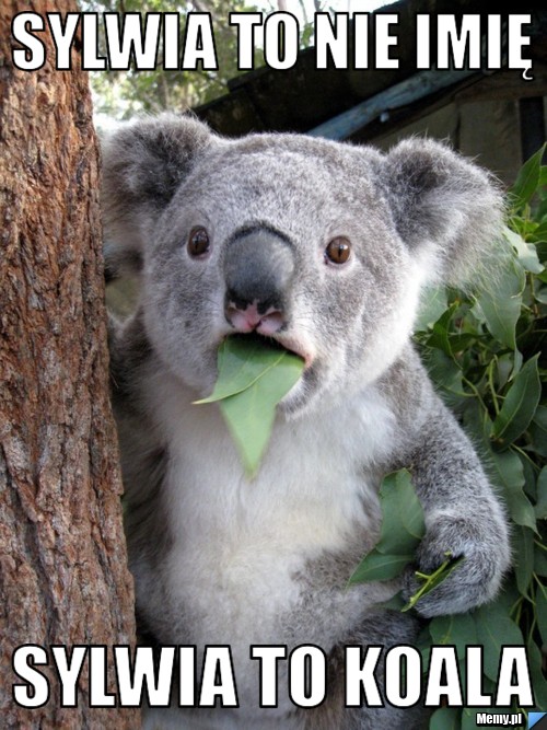 Sylwia to nie imię Sylwia to Koala