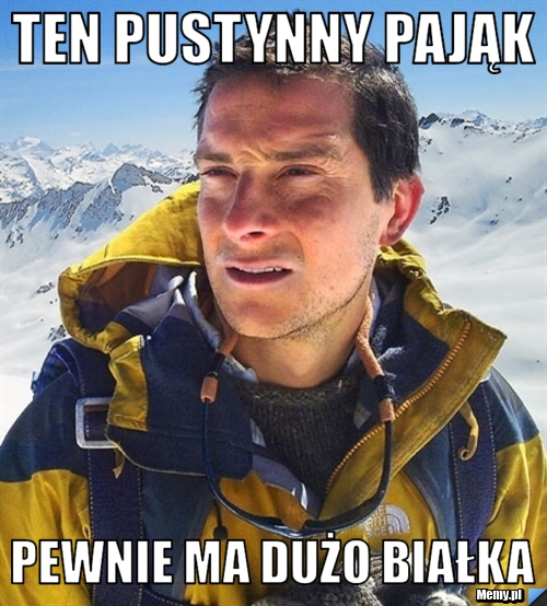 TEN PUSTYNNY PAJĄK  PEWNIE MA DUŻO BIAŁKA 