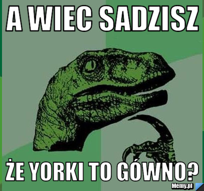 A wiec sadzisz że yorki to gówno?