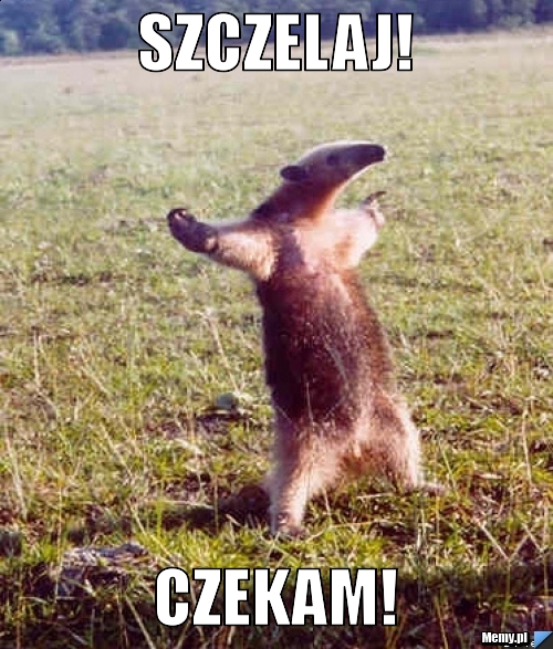 Szczelaj! Czekam!