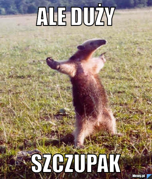 Ale duży szczupak