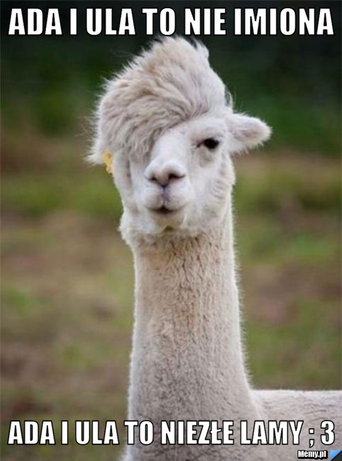 Ada i Ula to nie imiona  Ada i Ula to niezłe lamy ; 3