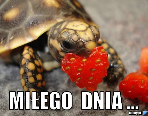  MIŁEGO  DNIA ...