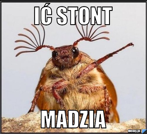 Ić stont  Madzia 