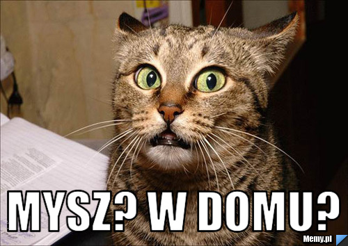  mysz? w domu?