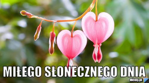  MIŁEGO SŁONECZNEGO DNIA