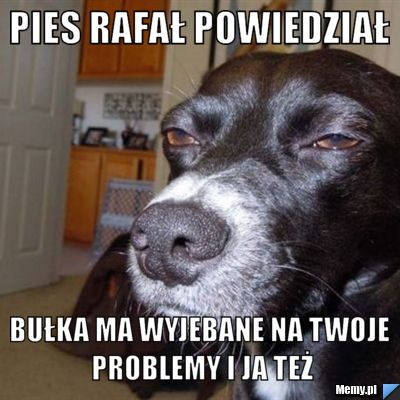 PIES RAFAŁ powiedział bułka ma wyjebane na twoje problemy i ja też