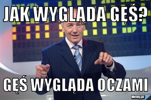 Jak wygląda gęś? Gęś wygląda oczami