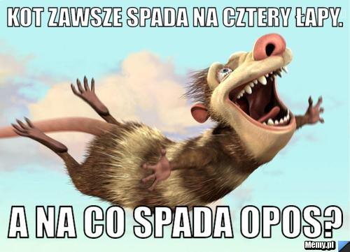 Kot zawsze spada na cztery łapy. a na co spada opos?
