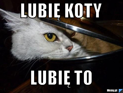 Lubię Koty  Lubię To 