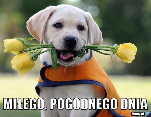  MIŁEGO, POGODNEGO DNIA 