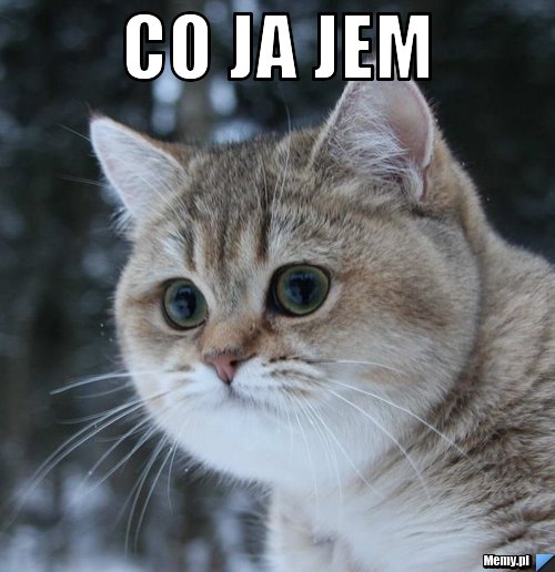 Co ja jem 