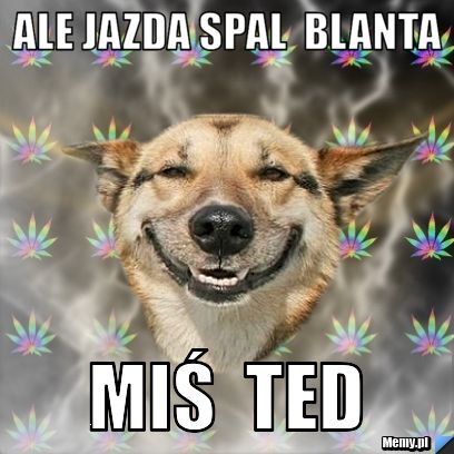 Ale jazda spal  blanta   Miś  Ted