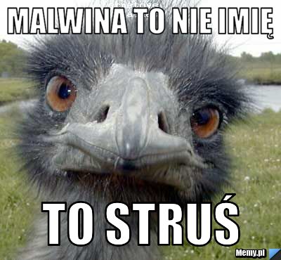 Malwina to nie imię to struś